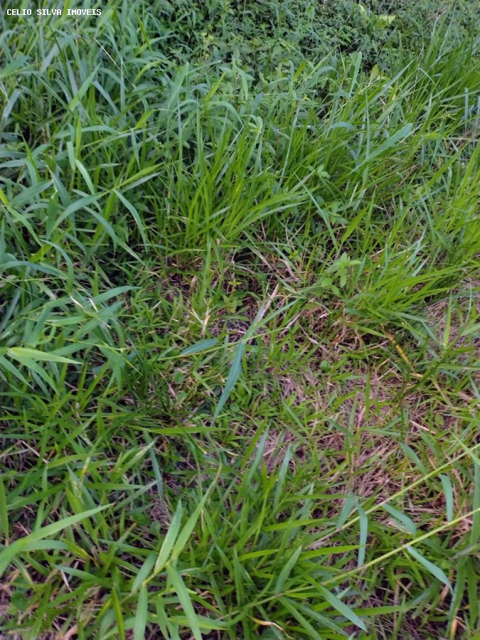 Terreno, 10000 m² - Foto 4